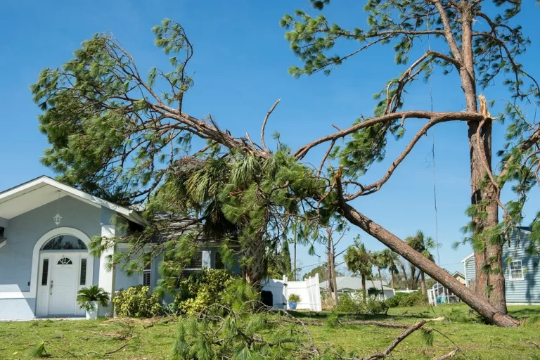 Large fallen pine tree resting on single-story residential house with blue sky background.